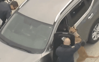 Video: Cảnh khuyển đeo bám khiến nghi phạm trộm ôtô phải chịu thua
