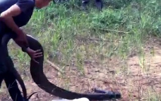 Video: Thả rắn hổ mang chúa 21 kg vào rừng