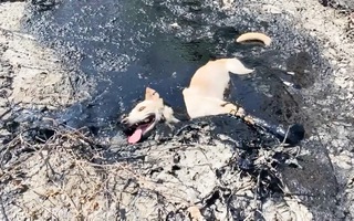 Video: 2 giờ giải cứu con chó mắc kẹt dưới lớp nhựa đường