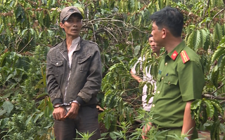 Video: Trồng lén 1000 cây cần sa trong rẫy cà phê
