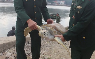 Video: Thả rùa quý nặng 30kg về biển