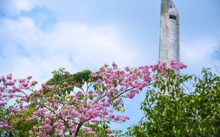 Góc nhìn trưa nay | Rực rỡ mùa hoa kèn hồng nở sớm ở Sài Gòn