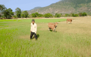 Video: Ninh Thuận cắt lúa mới trổ bông cho bò ăn vì... thiếu nước