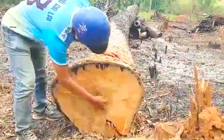 Video: Rừng giáp ranh Gia Lai - Đắk Lắk đang bị tàn sát
