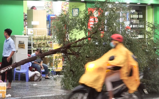 Video: Mưa lớn tại TP.HCM, nhiều cây xanh ngã đổ nằm la liệt