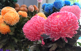 Video: Hoa cúc Mẫu Đơn 'siêu to' hút khách ở Hà Nội