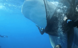 Video: Giải cứu cá nhám voi mắc vào lưới đánh cá của ngư dân
