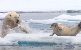 Video: Cận cảnh gấu Bắc Cực ngụy trang dưới các tảng băng để săn hải cẩu