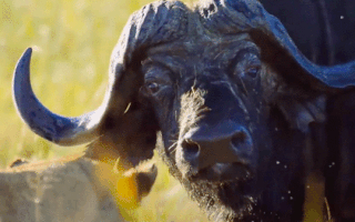 Video: Đàn sư tử vây ráp để hạ gục một con trâu rừng