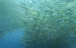 Video: Kẻ săn mồi giữa đàn cá mòi khổng lồ