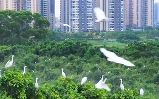 Video: Hàng chục ngàn chim Diệc Bạch ở thành phố Phật Sơn