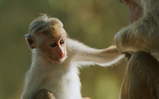 Video: Khám phá loài khỉ đuôi dài ở Sri lanka