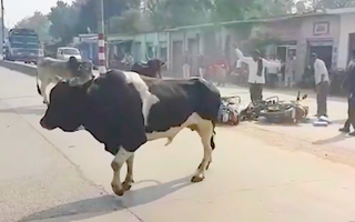 Video: Bò 'điên' tấn công người đi xe máy trên đường phố