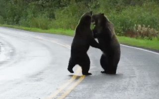 Video: Khoảnh khắc 2 con gấu lao vào húc nhau trên đường cao tốc