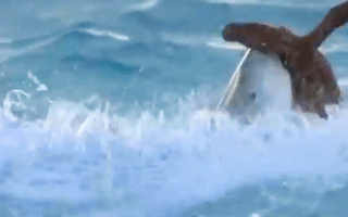 Video: Cá mập vào bờ, ngụy trang dưới sóng biển để tấn công chim