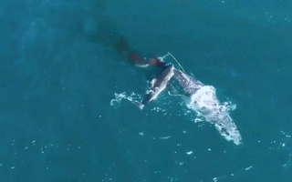 Video: Khoảnh khắc cá mập trắng khổng lồ hạ gục cá voi
