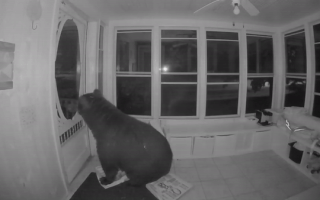 Video: Gấu hoang mở cửa vào nhà dân tìm đồ ăn