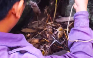 Video: Bắt chuột núi ở rừng Tuyên Quang