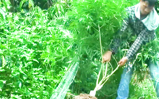 Video: Bị bắt quả tang trồng cần sa, chủ nhà khai 'chỉ để nuôi gà'