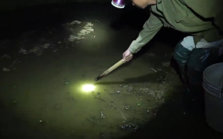 Video: Đi 'gắp' lươn đồng vào ban đêm ở Tuyên Quang