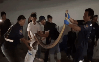 Video: Vật lộn bắt trăn khủng dài hơn 5m chui vào nhà dân