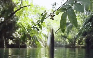 Video: Khoảnh khắc cá tung mình khỏi mặt nước giật trái cây làm thức ăn
