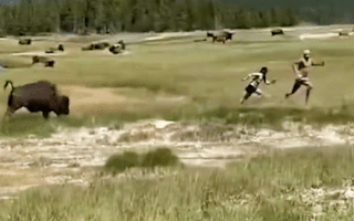Video: Khoảnh khắc cô gái giả chết để tránh bị bò rừng tấn công