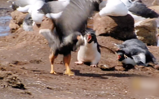 Video: Chim ưng tấn công hang ổ của chim cánh cụt