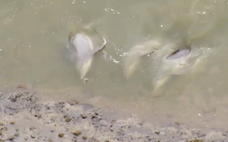 Video: Đàn cá heo lao lên bờ để săn con mồi