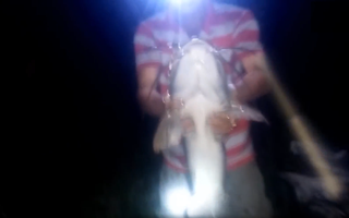 Video: Cắm câu đêm, dính cá trê dài cả mét, nặng gần chục kg