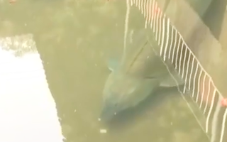 Video: Cá tầm khủng dưới cống nước của công trình bỏ hoang