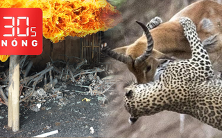 Bản tin 30s Nóng: Giết người rồi phóng hỏa; Thông tin vụ án Tuấn 'khỉ'; Linh dương húc bay báo đốm