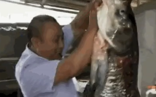 Video: Cá 'khủng' đua nhau phóng khỏi đập thủy điện 61 năm mới xả lũ 1 lần