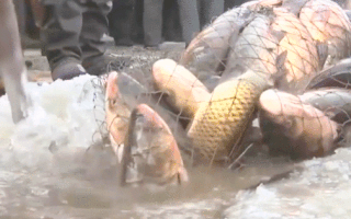 Video: Bắt hàng chục tấn cá trên mặt hồ đóng băng