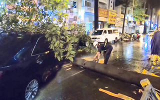 Video: Nhiều ôtô, xe máy phải thắng gấp né cây xanh ngã đổ trên đường phố