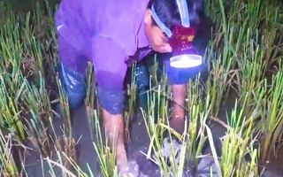 Video: Nghề săn ếch đêm