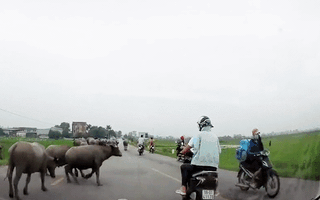 Video: Trâu húc xe máy ngã văng trên đường ở Bắc Ninh