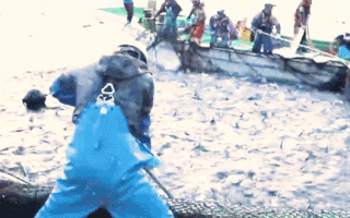 Video: Ngư dân vây lưới trúng đậm đàn cá hàng trăm tấn