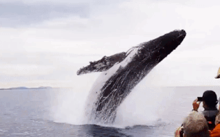 Video: Cá voi lưng gù khổng lồ xoay mình trên mặt biển