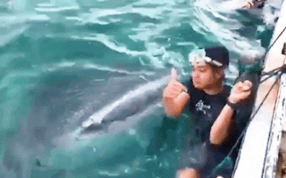 Video: Du khách hoảng hốt khi suýt bị cá mập voi nuốt chửng