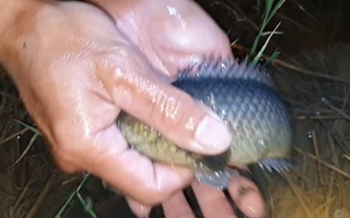 Video: Sau cơn mưa, rủ nhau đi soi cá rô đồng