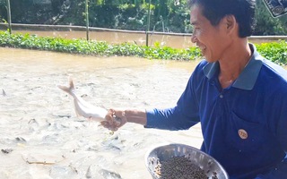 Video: Ngắm đàn cá tự nhiên hàng ngàn con kéo đến trước nhà dân 'ăn nhờ ở đậu'
