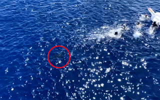 Video: Nổ súng đuổi cá mập, cứu 40 người đang bơi ngoài biển
