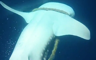 Video: Lấy sợi dây thừng ra khỏi đầu cá mập voi khổng lồ ngoài khơi quần đảo Maldives