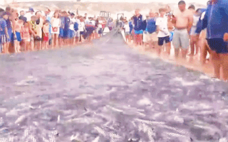 Video: Đàn cá đối, cá trích ‘khổng lồ’ vào gần bờ, người dân dùng lưới vây bắt