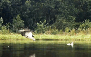 Video: Khoảnh khắc chim ưng săn cá hồi khủng