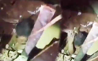 Video: Bé gái mắc kẹt 24 giờ trong đống đổ nát sau vụ nổ kinh hoàng ở Lebanon