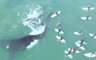 Video: Cá voi khủng chơi đùa cùng du khách lướt sóng