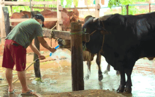 Video: Chủ lò mổ đang bơm nước vào bụng bò thì... bị cảnh sát bắt quả tang