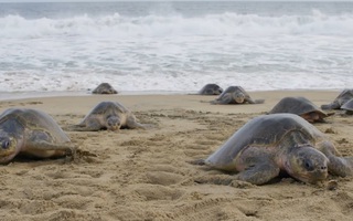 Video: Khám phá nét độc đáo của loài rùa biển Olive Ridley